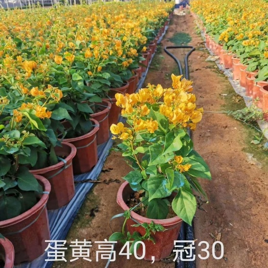 漳州 蛋黄也叫加州黄金三角梅，260小红盆