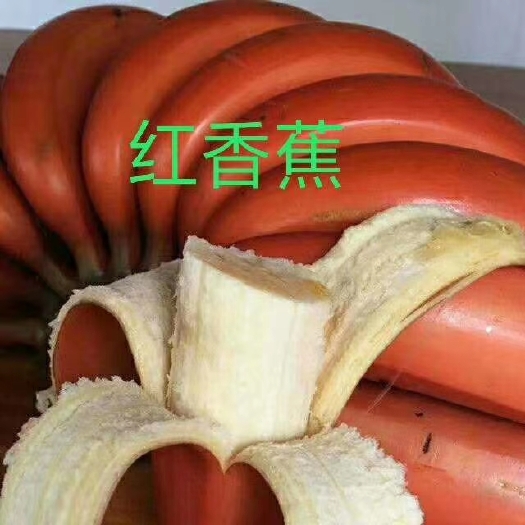 灵山县粉蕉苗  香蕉苗红皮香蕉苗苗小米香蕉苗