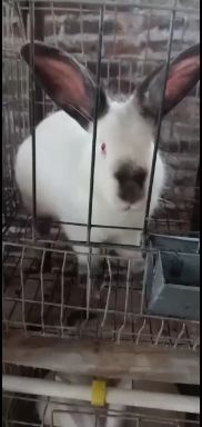 新兴县 肉兔种兔仔兔，上市卖
