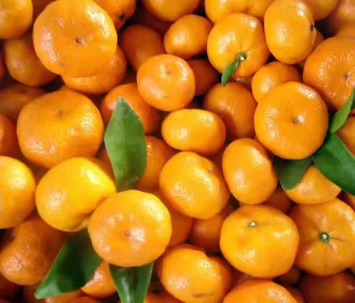 蜜桔  南丰蜜橘，贡橘，也是中国加入世贸组织江西最早产品。