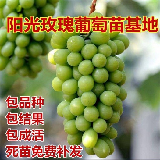 平邑县阳光玫瑰葡萄苗 嫁接苗 扦插苗 南北方种植 当年结果包品种