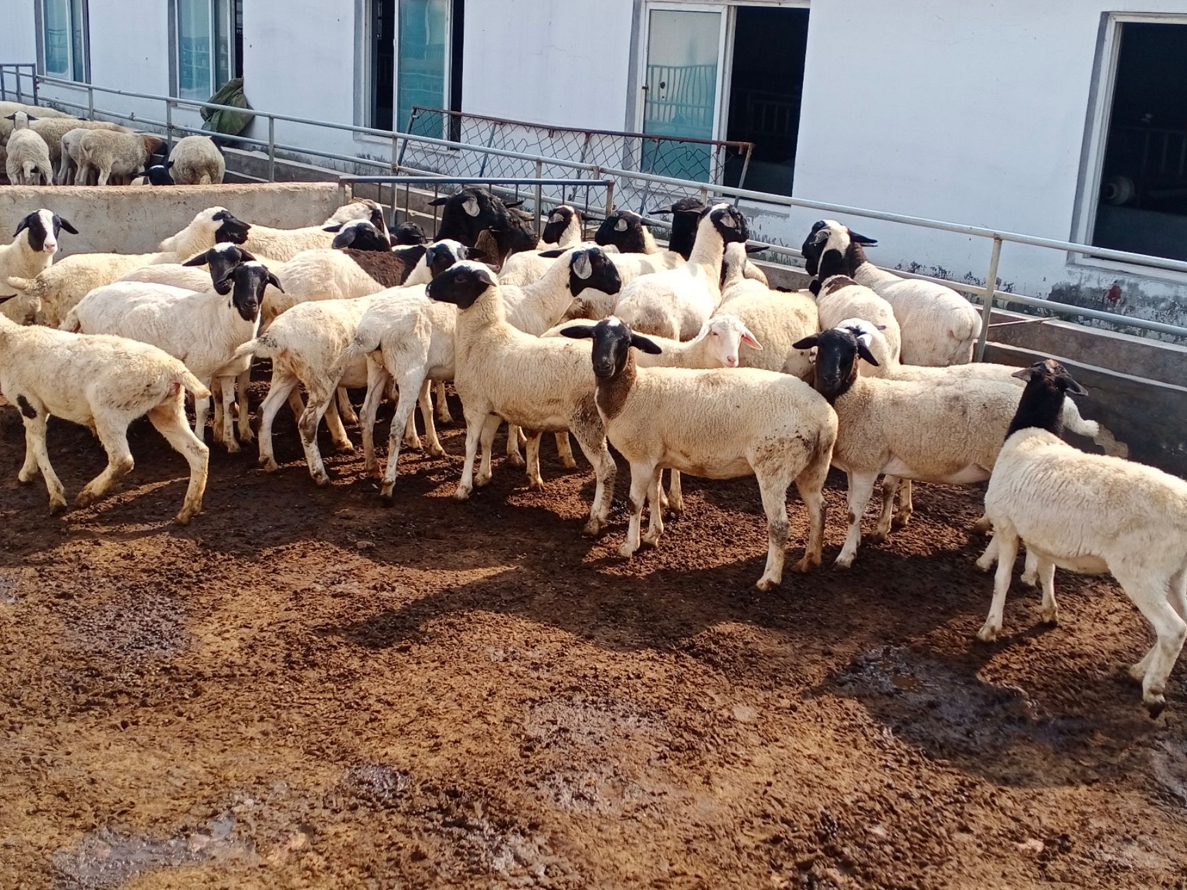 小尾寒羊个体大,是做基础母羊杂交羊的良选,适合和澳洲白,黑头豆柏