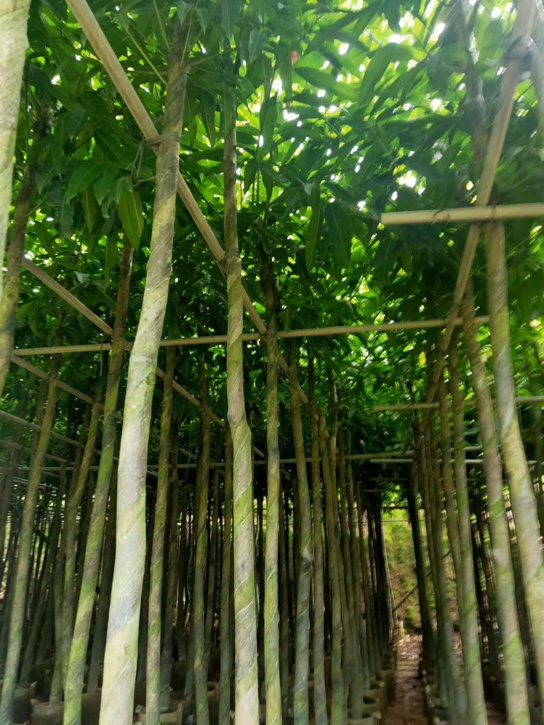 芒果苗  保质保量 芒果树 3-4公分 价格详情咨询
