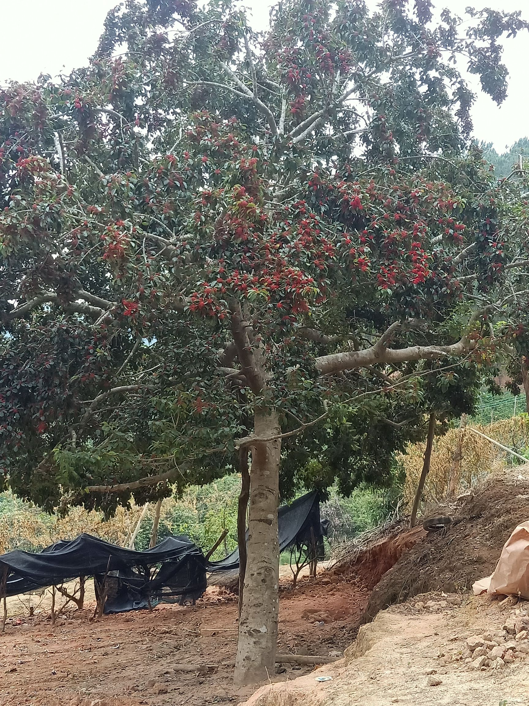 宝莲灯盆栽 龙胆树