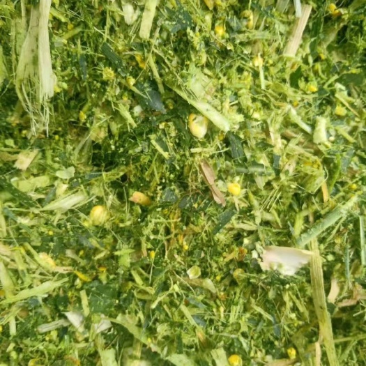 宿州全株玉米青贮  全株青储草，牛羊驴马饲草，养殖草料