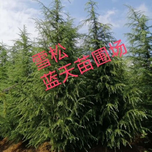 大西洋雪松  精品雪松，农户直销，量大优惠