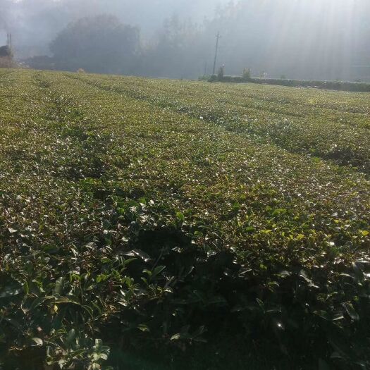 石门县纯手工红茶和绿茶 1-2年