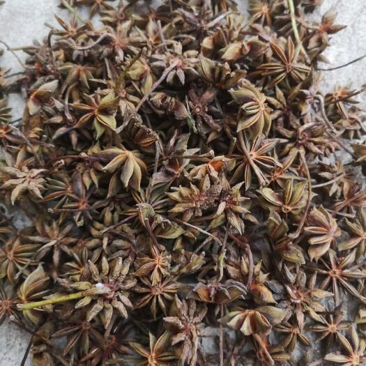 苍梧县新大红八角干枝果