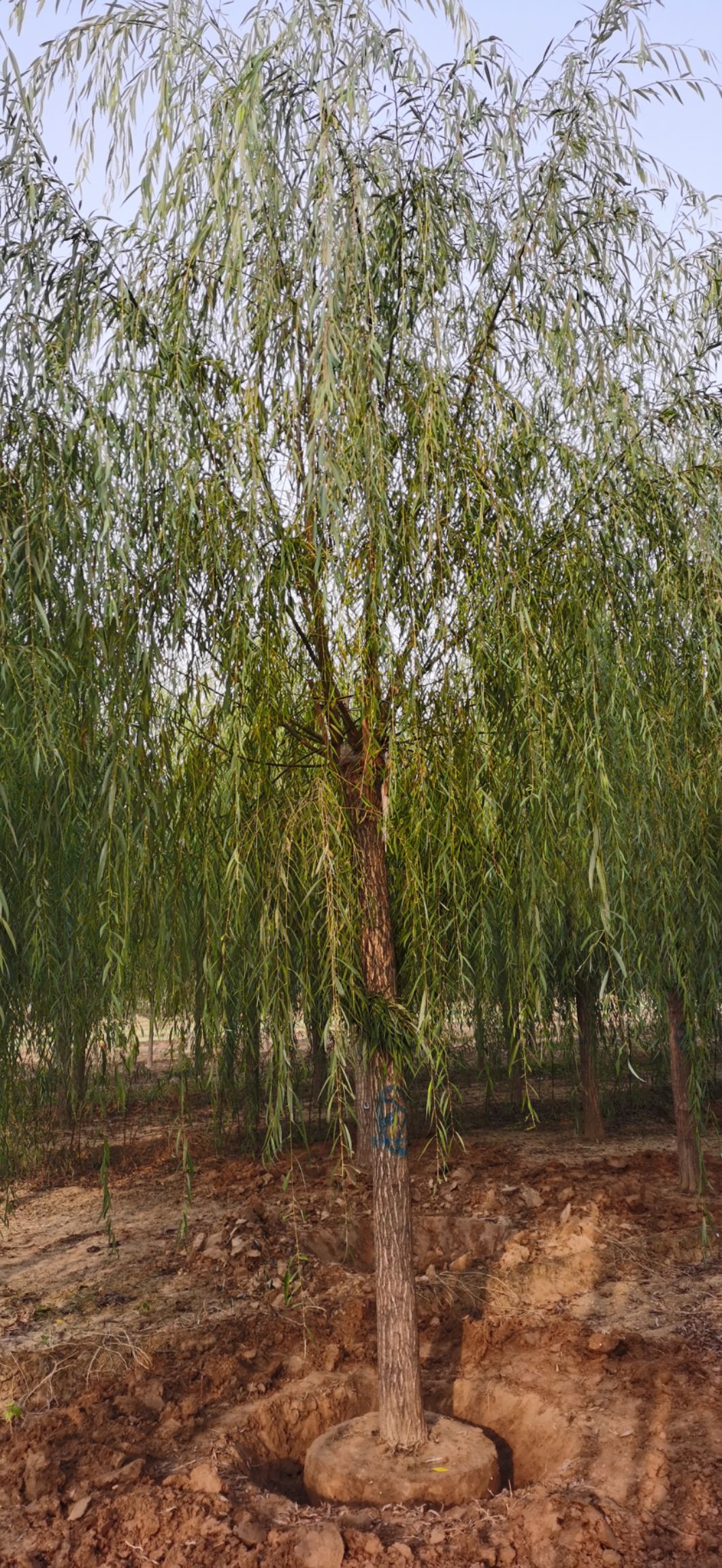 济南12公分垂柳济南货源 量大价优
