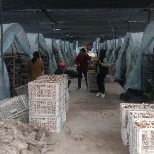 金寨县金寨香菇 大量鲜香菇上市，日产量2-3千斤
