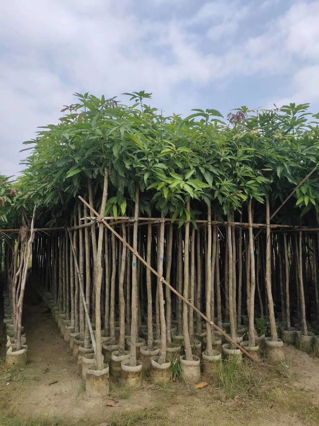 芒果苗  保质保量 芒果树 3-4公分 价格详情咨询