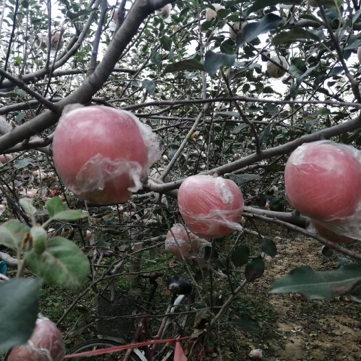 芮城县山西运城红富士苹果条纹红十斤装包邮