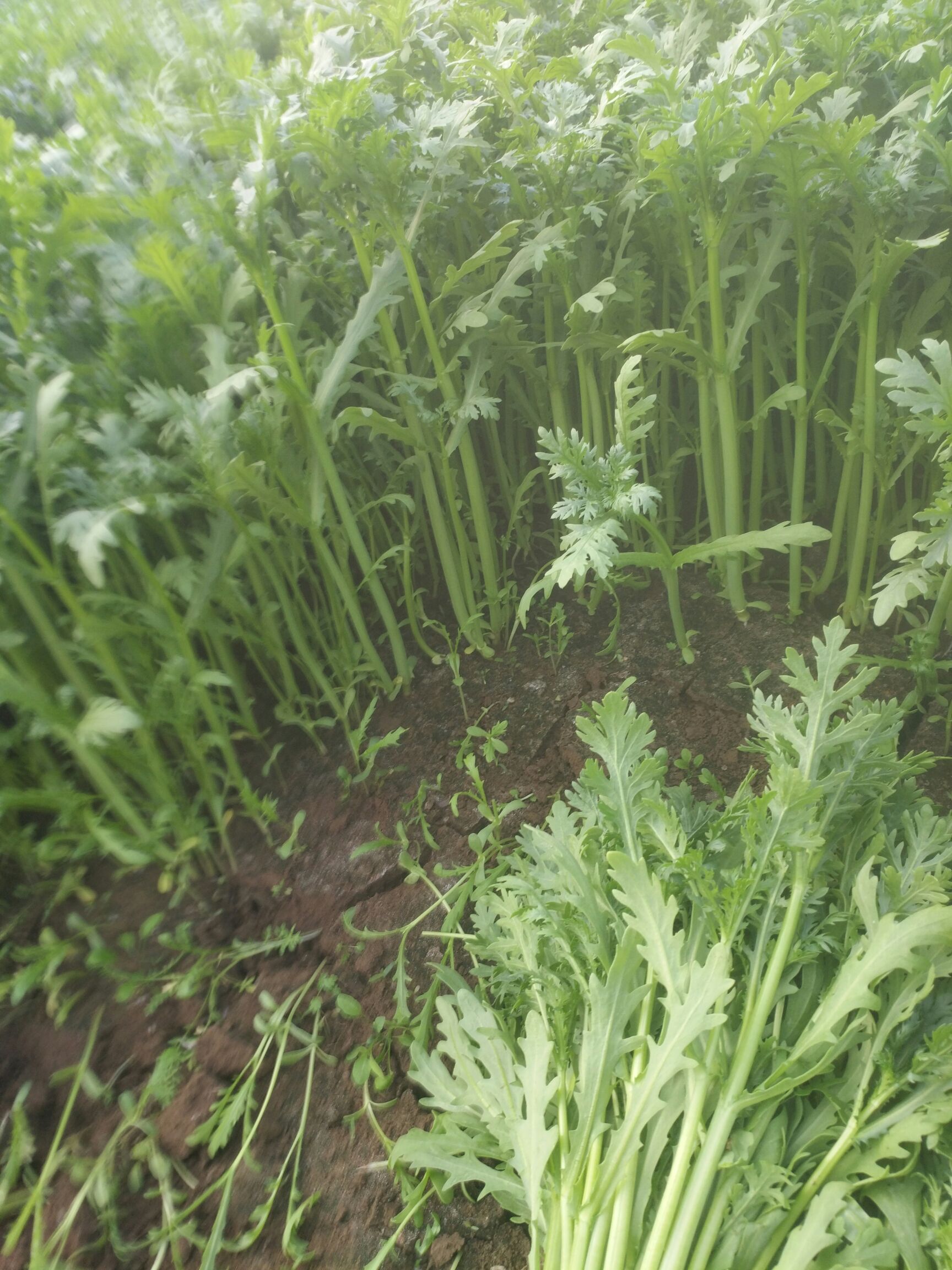 蒿子杆 优质蒿子秆，长期提供