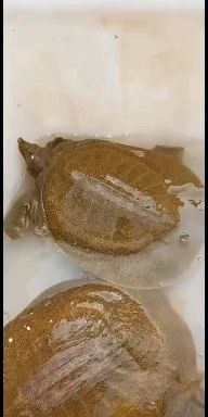 外塘甲鱼  外塘黄甲鱼，公甲鱼，老甲鱼