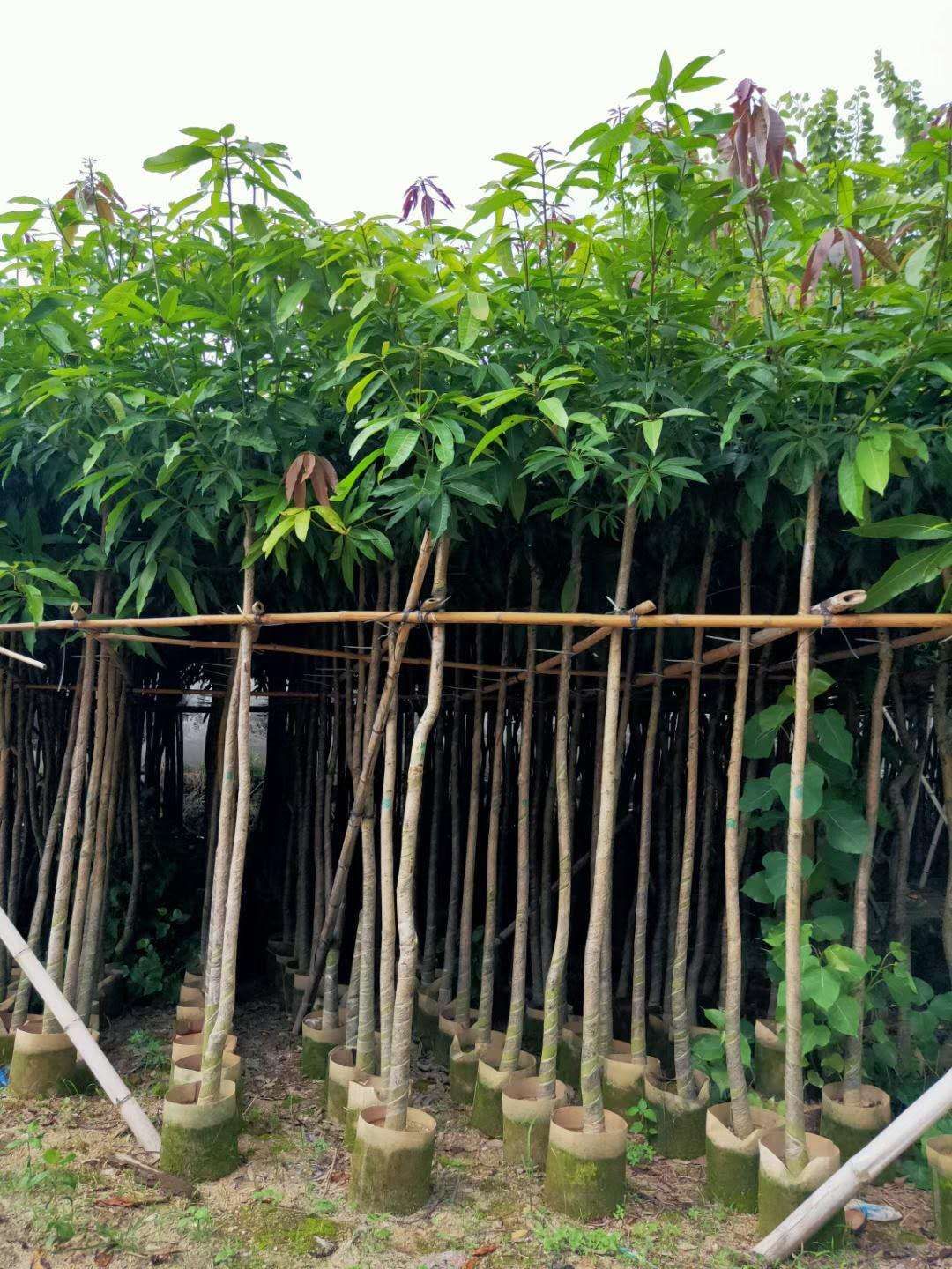 芒果苗  保质保量 芒果树 3-4公分 价格详情咨询