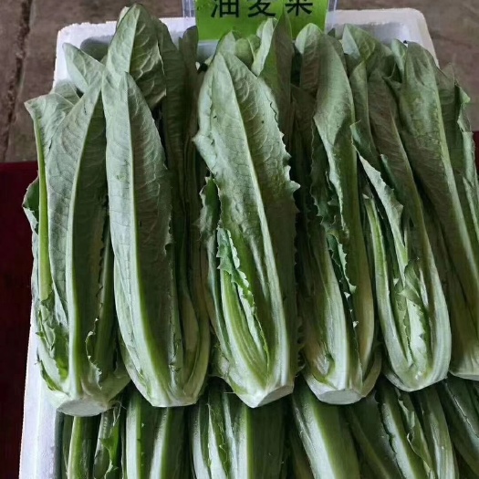 中山市青香油麦菜  油麦菜（香生菜）