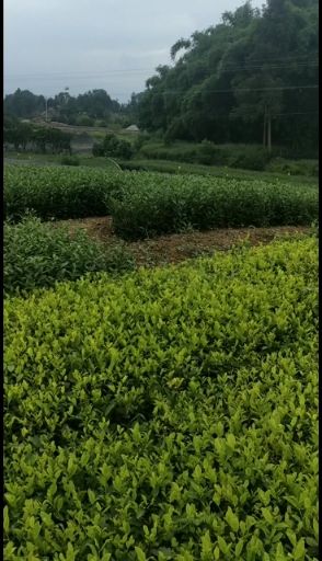 中茶108号茶树苗  品种齐全需要联系