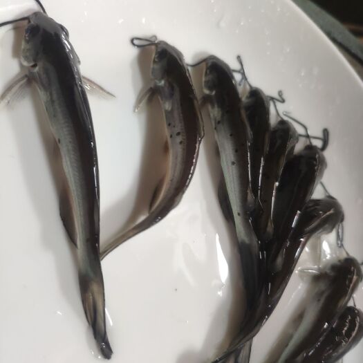 南宁叉尾鱼苗，大小规格都有，大量现在批发零售。