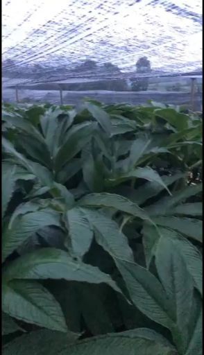 保山魔芋种子  珠芽魔芋