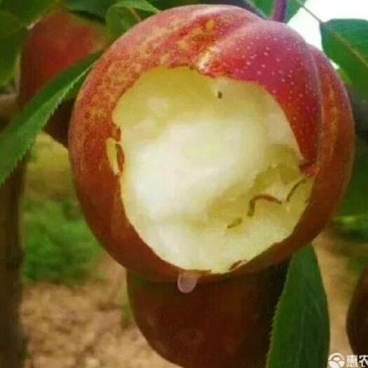 营口梨树苗  彩虹梨，果面鲜红艳丽有光泽，皮薄肉脆，果肉莹白质细，脆而爽口