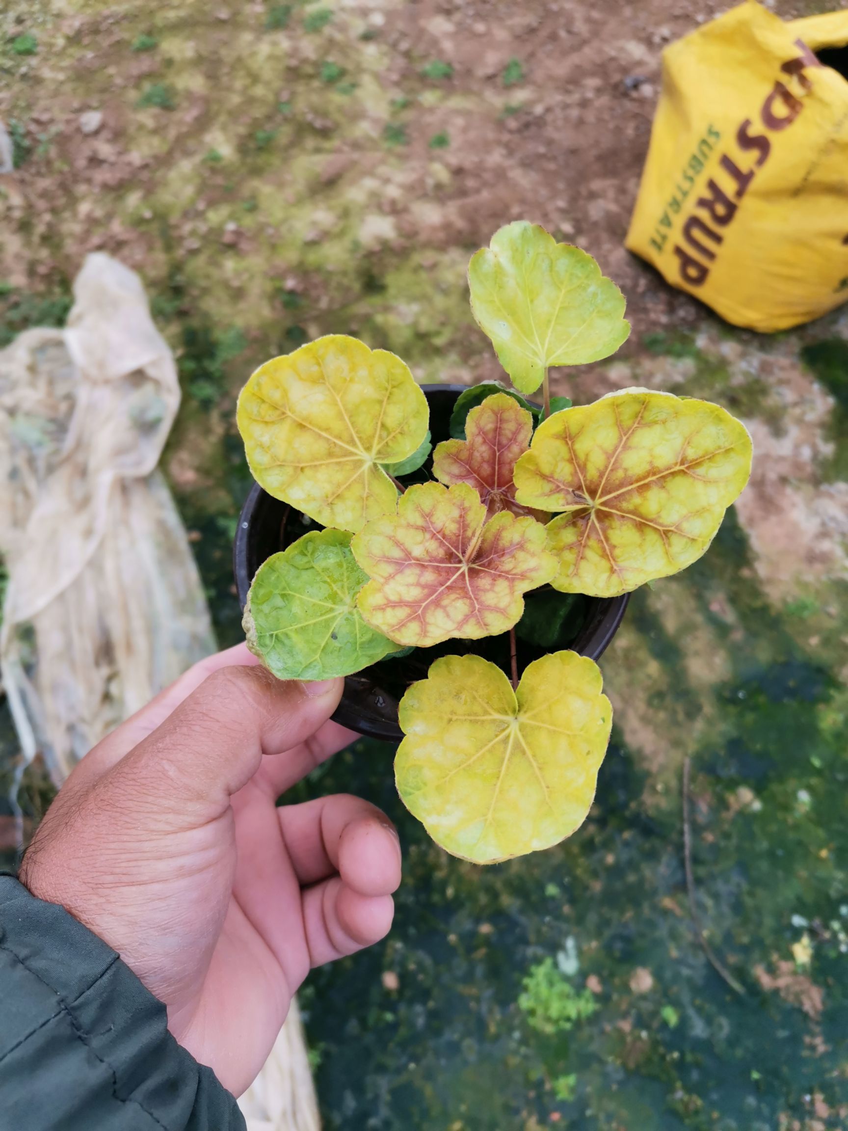 矾根种苗  矾根多色矾根矾根基地绿化苗珊瑚铃耐寒植物观赏植物