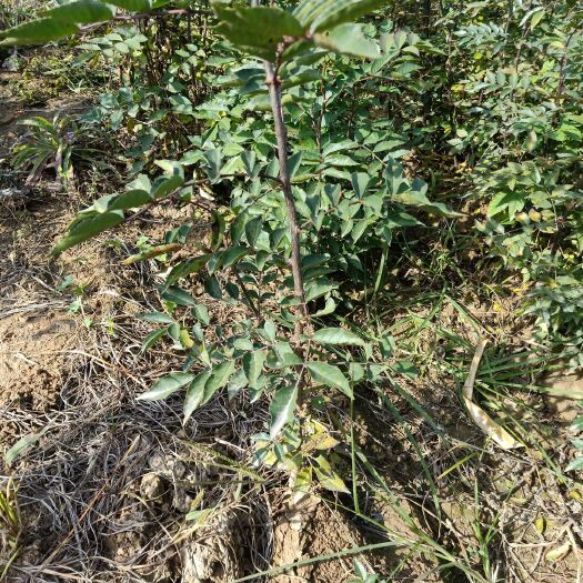 临猗县大红袍花椒苗 大红袍花椒   一年苗