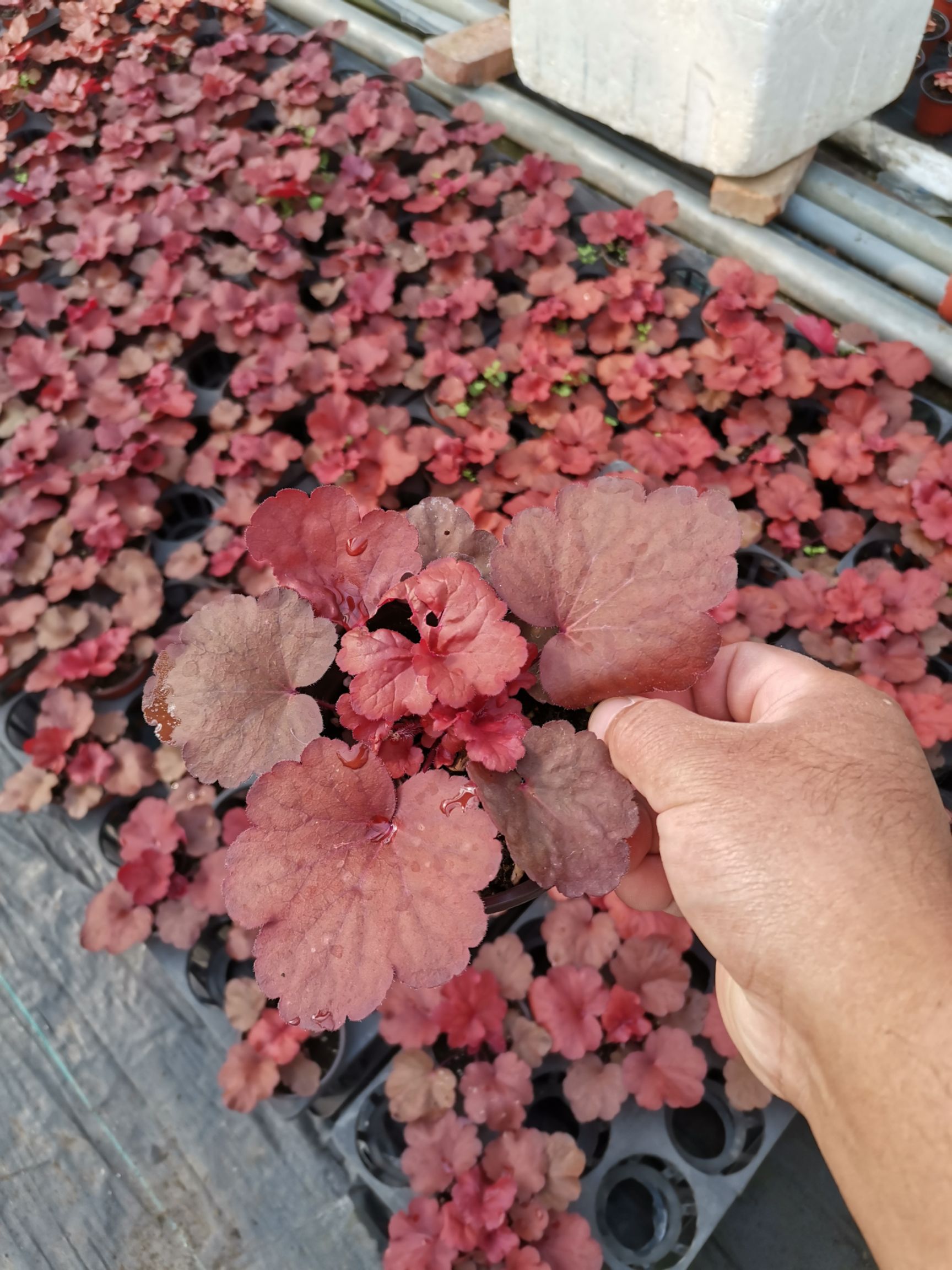 矾根种苗  矾根多色矾根矾根基地绿化苗珊瑚铃耐寒植物观赏植物