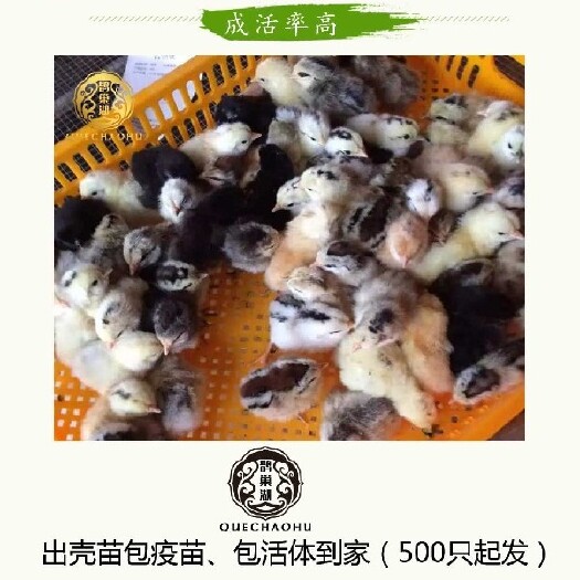 衡阳山鸡苗  纯种鹊山鸡出壳苗成本价最低500只起售提前预定咨询