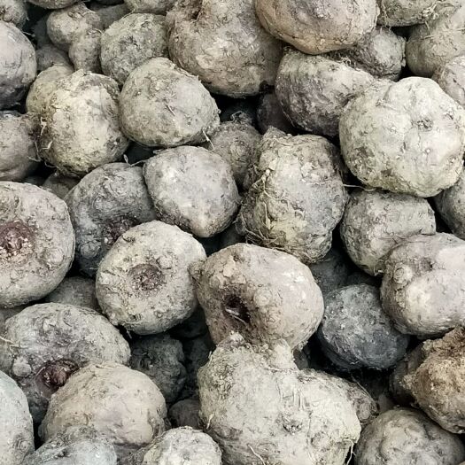 毕节贵州毕节七星关商品花魔芋适合做豆腐