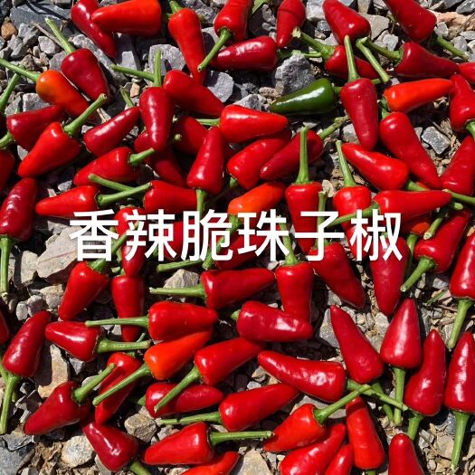 南宁新一代辣椒 辣椒，珠子椒，朝天椒