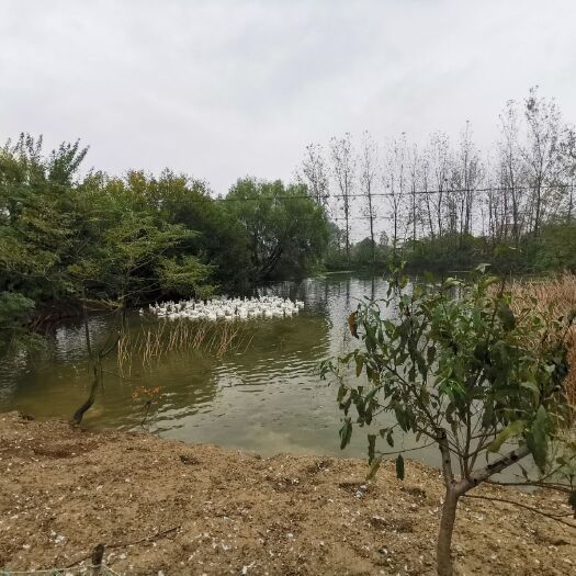 荆门大白鹅 大鹅批发