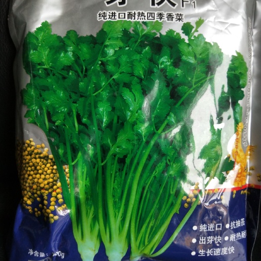 香菜种子  该品种，耐热，耐寒，耐旱，抗重茬，抗病虫害