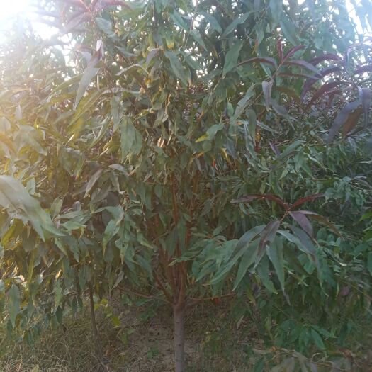 诸城市大量供应1至5公分红叶碧桃，杆直帽圆一级树形