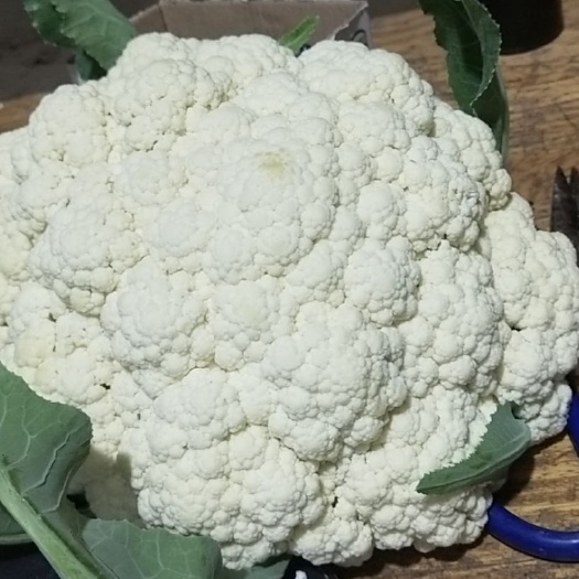 通许县白花菜花  白花菜大量上市，产地直供欢迎各地老板致电采购！