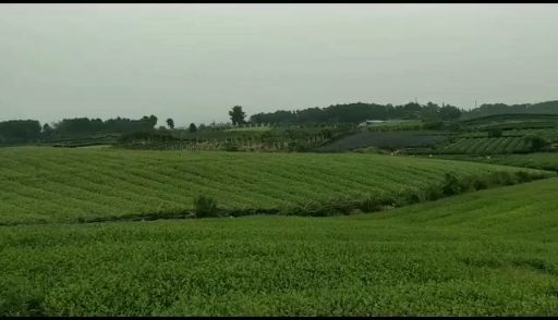 中茶108号茶树苗  品种齐全需要联系