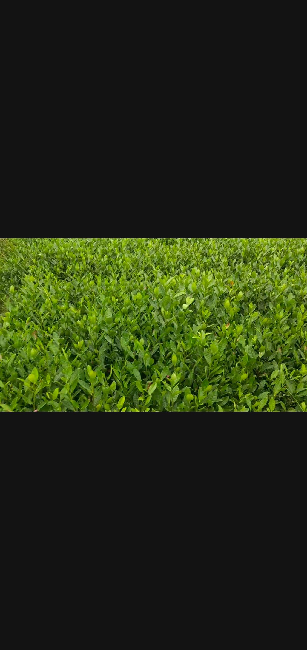 中茶108号茶树苗  品种齐全需要联系