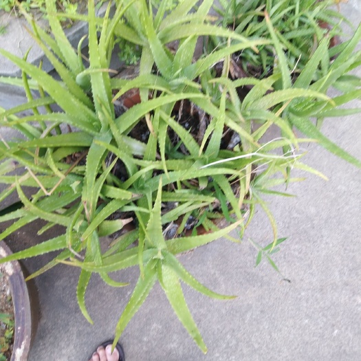 福清市芦荟，极易栽培，易活，美容美体好，买多批发价面议。