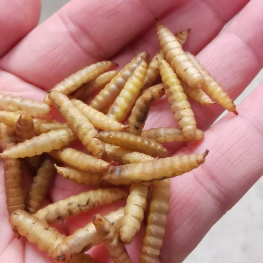 崇州市微波烘干水产宠物饲料黑水虻虫干喂鸡鸭鱼鸟龟营养饲料