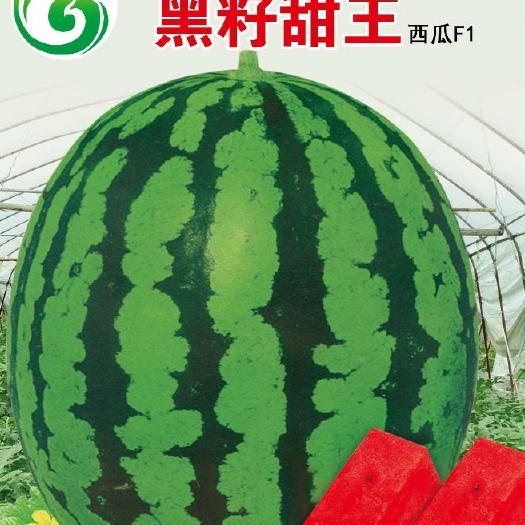 青州市冰糖麒麟王西瓜种子 早熟，大红瓤，小黑籽高品质甜王西瓜