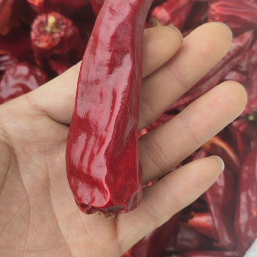 板椒北京红干辣椒微辣红油专用商用批发货源充足稳定可长期合作
