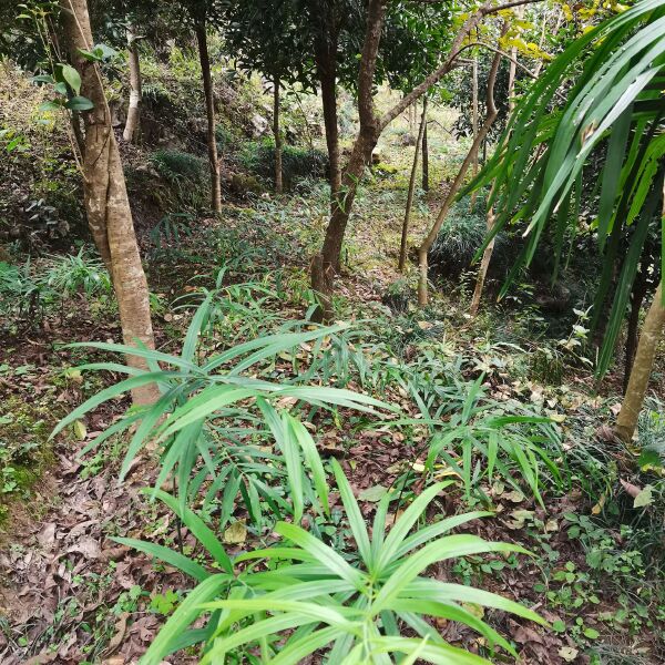 黄精种苗  姜形黄精  湖北恩施本地不倒苗黄精，山上种子繁殖。