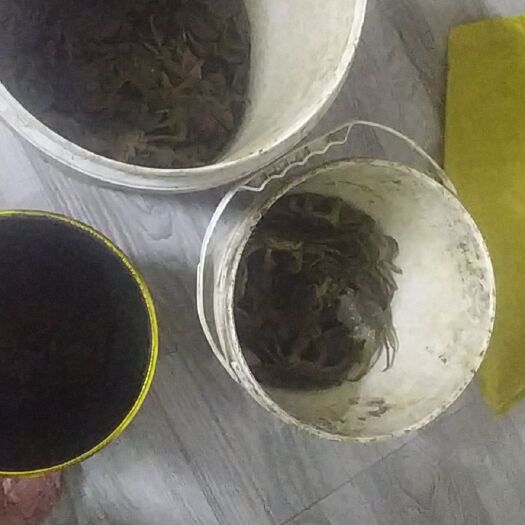 淮滨县螃蟹 2.0-2.5两 统货 