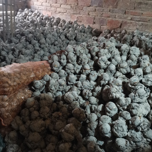 漳州水仙花种球漳州发货盆栽周长10-16厘米左右水仙花种子客厅