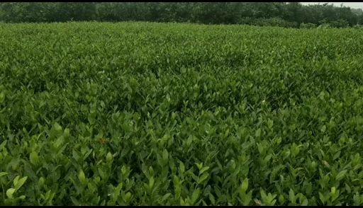 中茶108号茶树苗  品种齐全需要联系