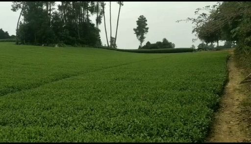 中茶108号茶树苗  品种齐全需要联系