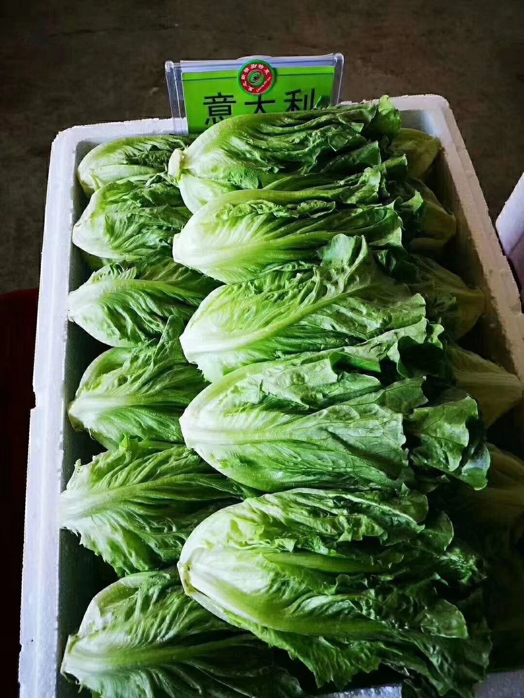 意大利生菜 意大利（生菜），青甜脆口，干水，可储存72小时