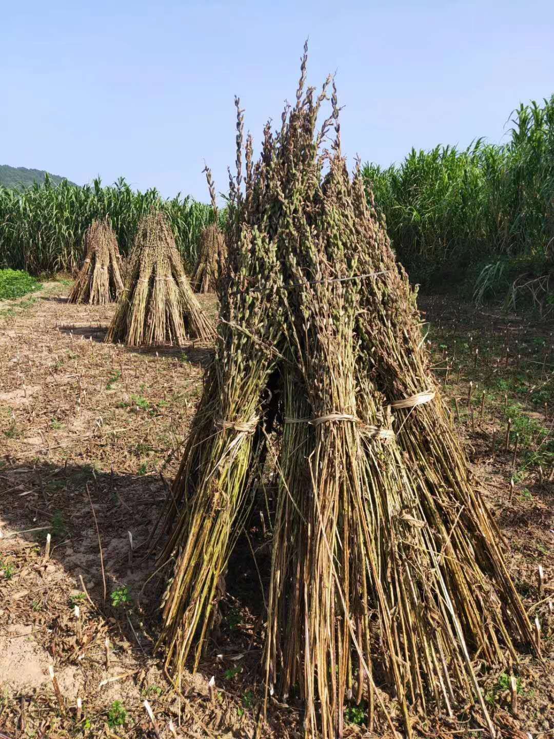 黑芝麻  优质土芝麻小颗粒芝麻