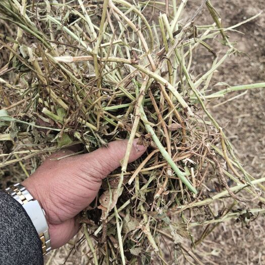 汝南县花生秧  今年的新草，没土没膜，没霉变！