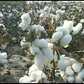 阿拉尔市新疆棉花 疆阿克苏棉花陆地棉皮棉