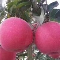泰安富红苹果苗  苹果苗富士系列苹果苗